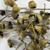 Buy Liberty Caps Mushrooms from us safely and discretely.Our shipping is 100% discrete and we ship out top quality products only worldwide.